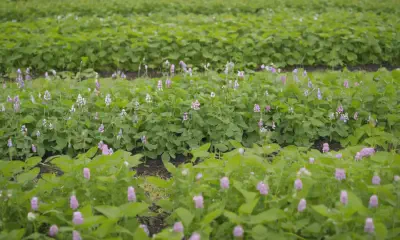 Eco-Friendly Landscaping: Sustainable Gardening for a Greener Future