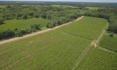 Discover Your Native Oasis: Local Nursery for Eco-Friendly Landscaping