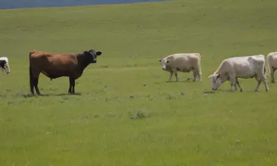 Master Efficient Watering Techniques for Sustainable Gardening
