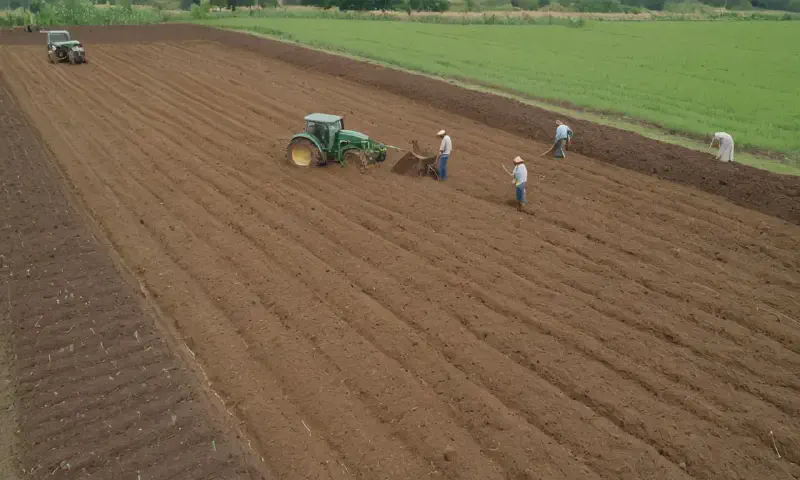 Mulch for Water Conservation