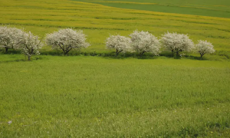 Smart Irrigation: Optimize Water Usage and Save Money