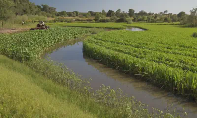 Water-Saving Tips for Potted Plants