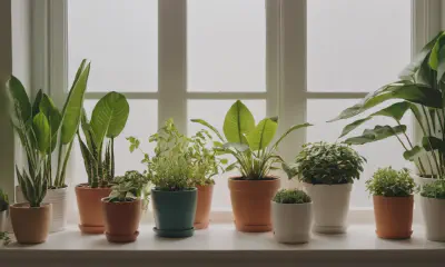 The Ultimate Guide to Indoor Plant Light Requirements