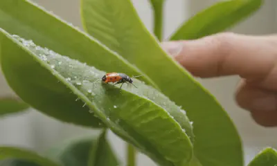 Identify and Treat Common Indoor Plant Pests